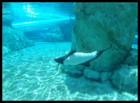 Le "Dolphin Plunge ride" (au fond on voit le tuyau transparant du Dolphin Plunge)) 