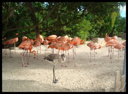 Flamands roses dans le parc