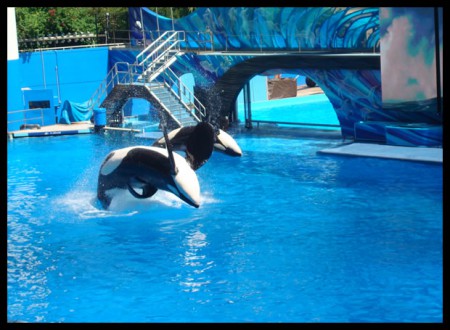 Le "Believe show" (spectacle avec les orques). On appelle également les orques, le baleines tueuses ou épaulards 