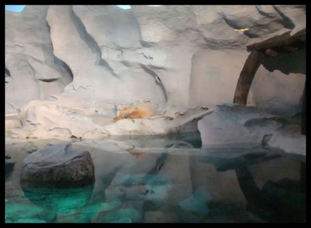L'endroit réservé aux ours polaires (on s'y croirait tellement il fait froid 