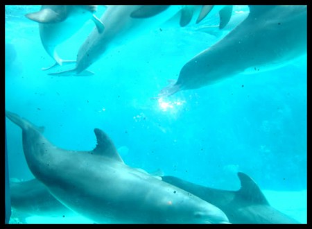 On peut les voir également à travers des vitres (par le bas) 