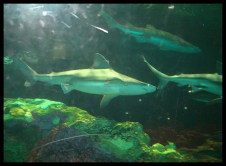 L'aquarium du parc est également très varié (ici des requins) 
