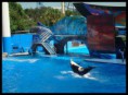 /album/seaworld1/sea09-jpg1/