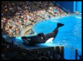 /album/seaworld1/sea11-jpg1/