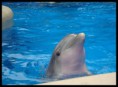/album/seaworld1/sea14-jpg1/